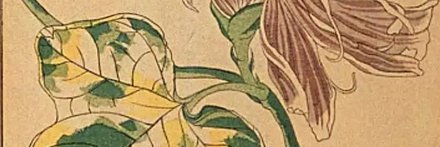 omiashy banner
