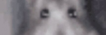 dinky_dong's profile banner image