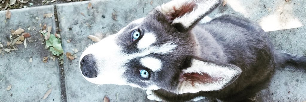 JagsterCole's profile banner image