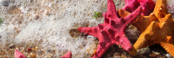 CoroStrandberg Profile Banner