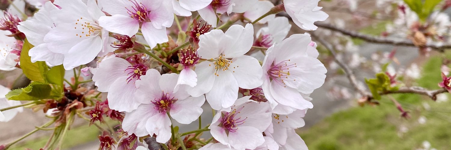 ハル◂Ⓘ▸ banner