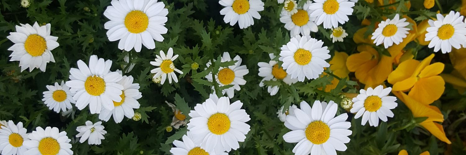 zq_debbie's profile banner image