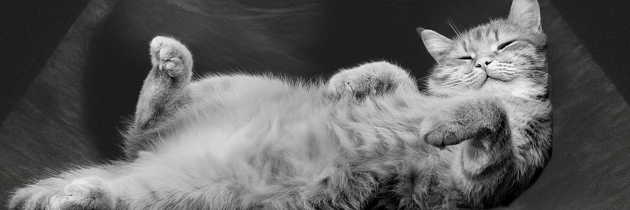 مامان همه‌ی گربه‌ها banner