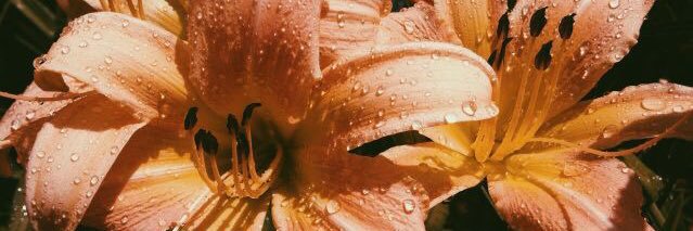 MeganTexts's profile banner image
