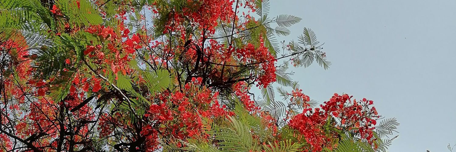 jeslize's profile banner image