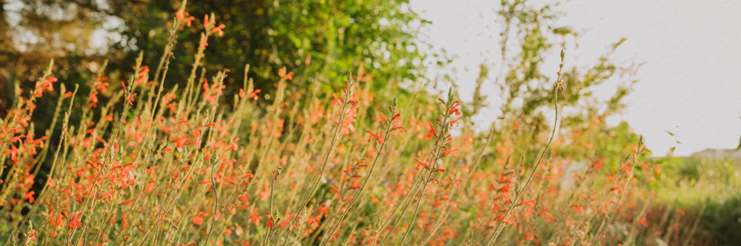 ccarolinepierce's profile banner image