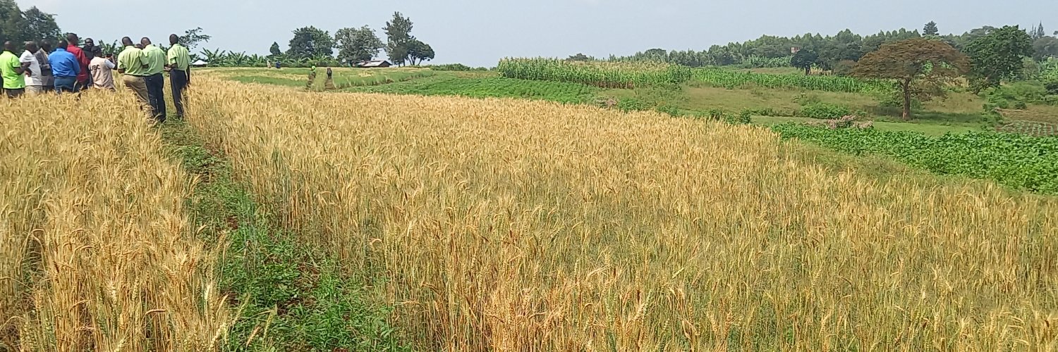 NARO_BUGIZARDI banner