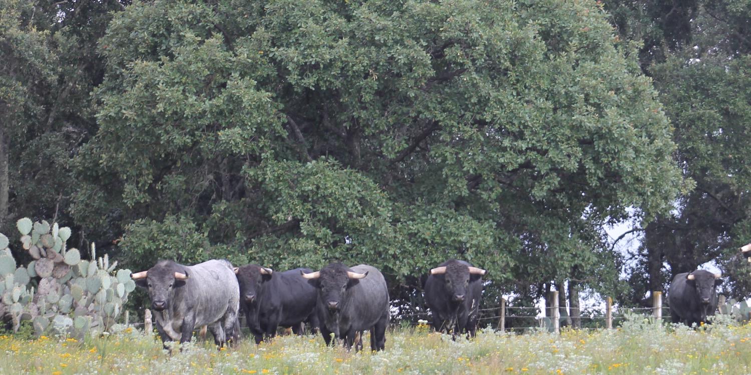 Ganadería El Batán banner