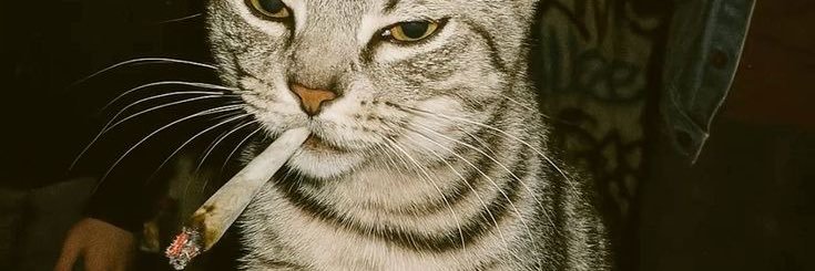 idrathersleep0's profile banner image