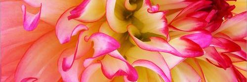 Paige Browning banner