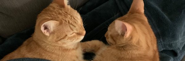 Cheeto and Blaze - Orange Tabby Hurricanes! Profile Banner