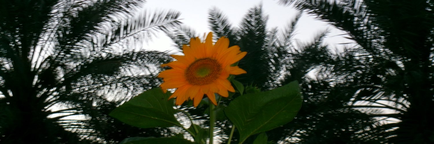 shaifgt's profile banner image