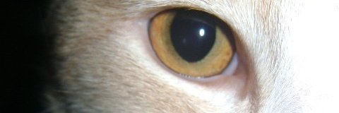 LPao5's profile banner image