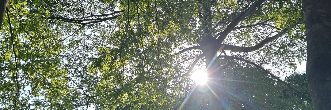 さくら banner