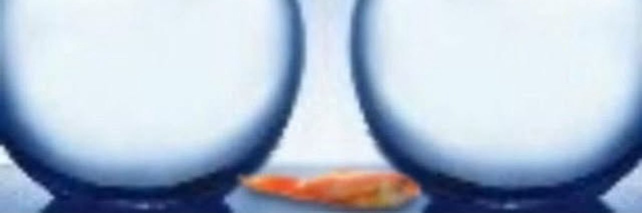 goldfish in a bag 🐠 | PREORDERS OPEN's banner
