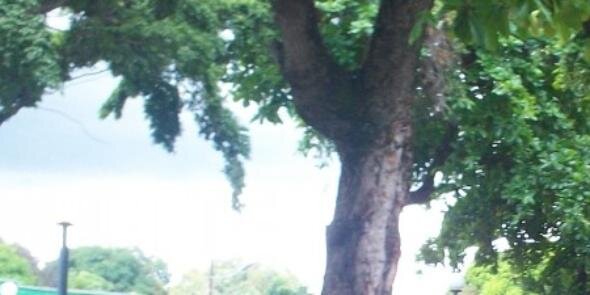 consejo comunal banner