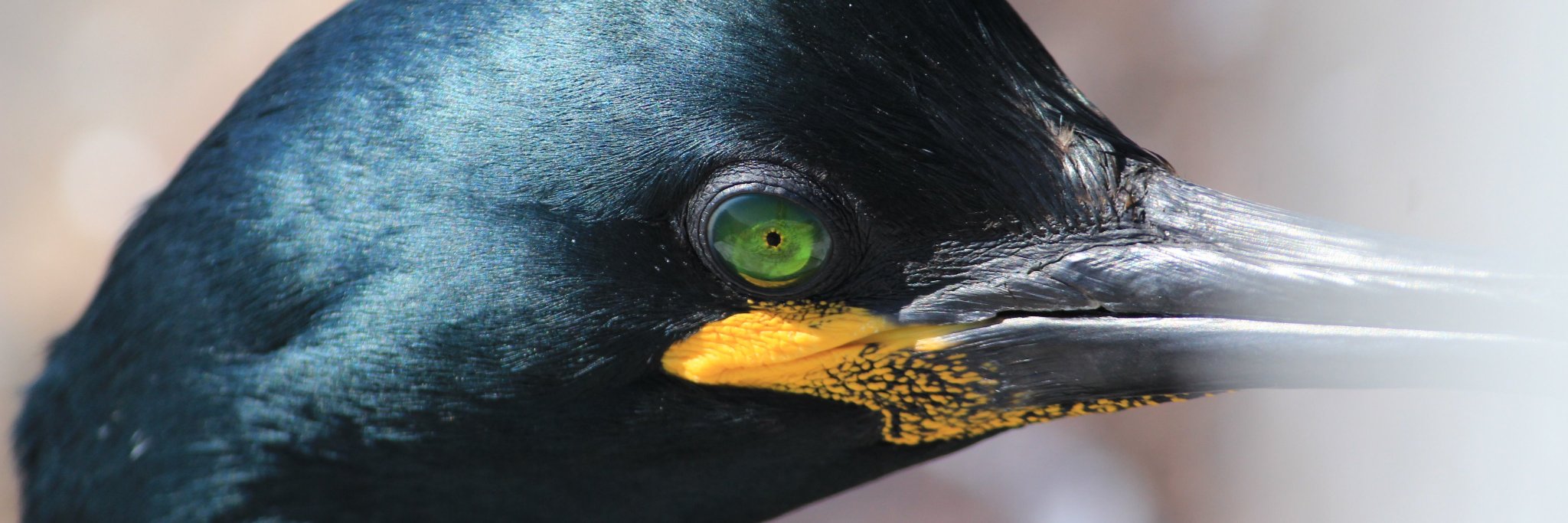 JonesintheWild's profile banner image