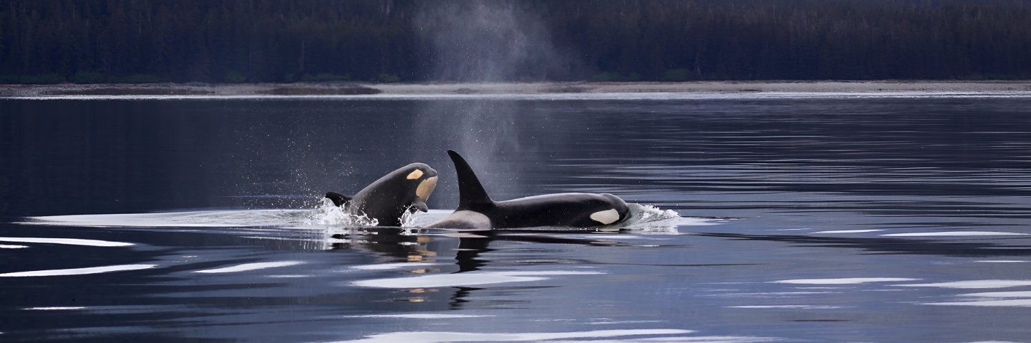 arcanorca's profile banner image