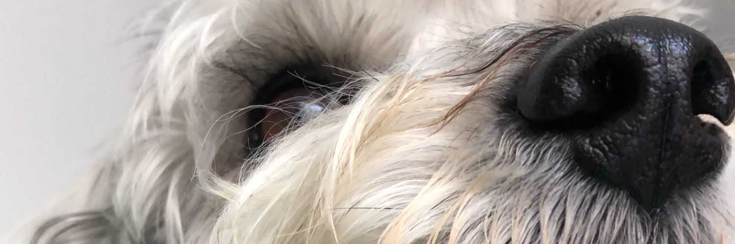 rojafemr's profile banner image