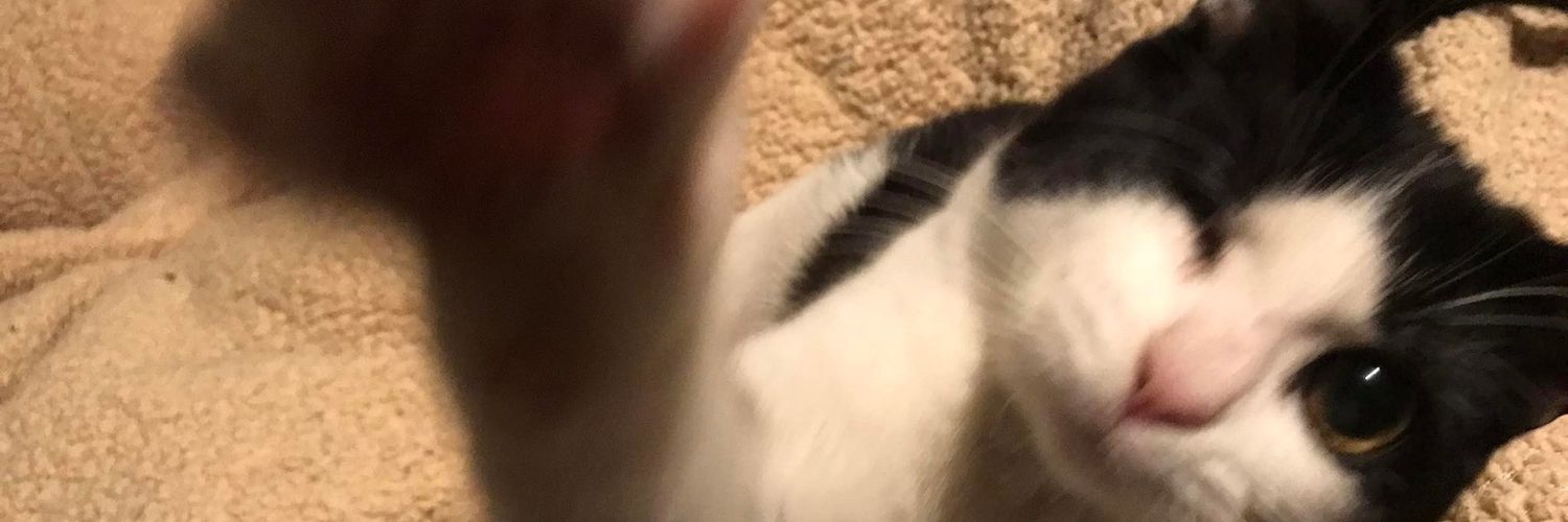 Karen 💕🐈 banner