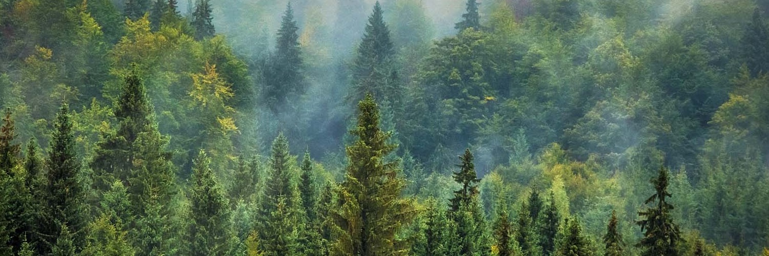 NatureGirl_Amy's profile banner image