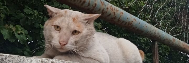 : banner