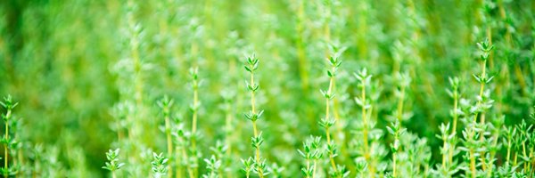 SichengHe12345 Profile Banner