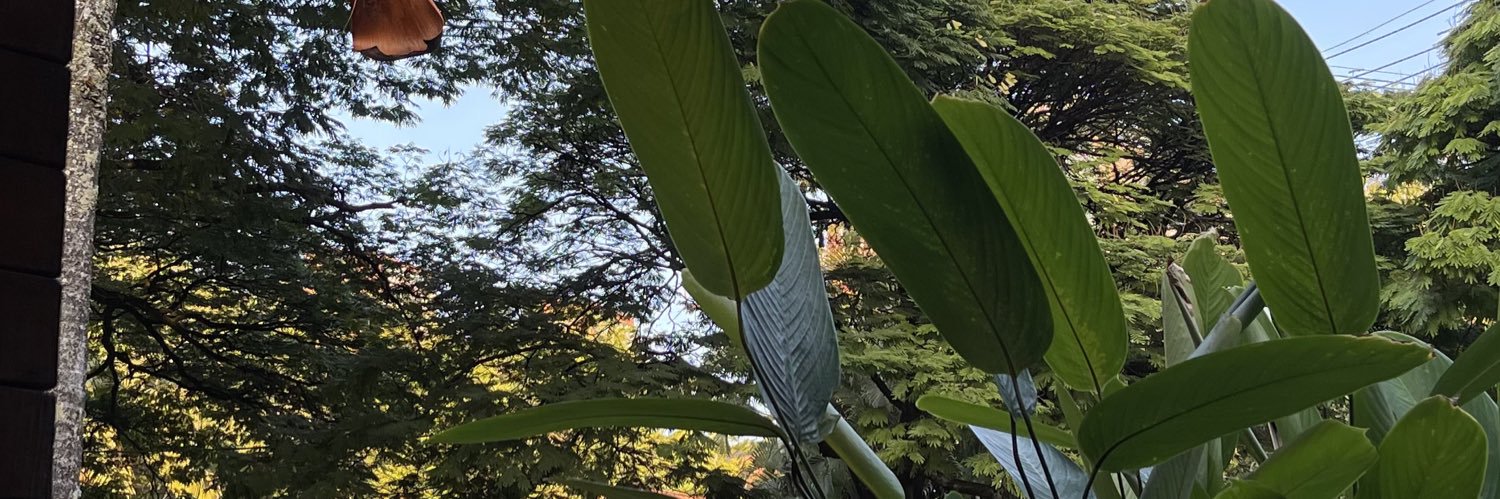niña fiero banner