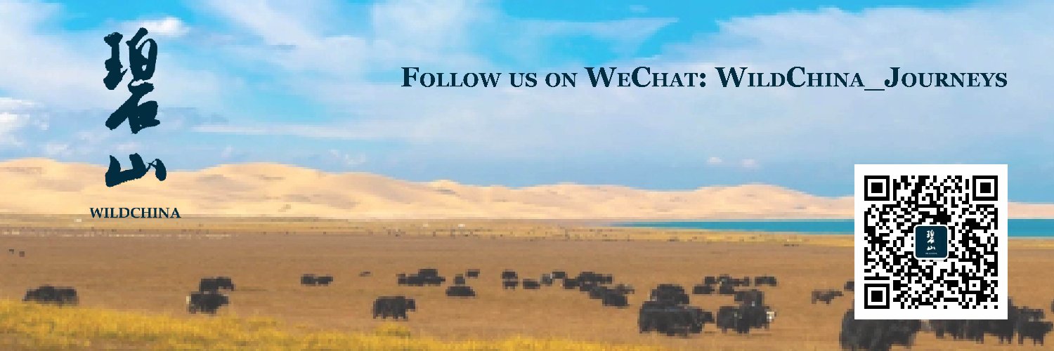 WildChina's profile banner image