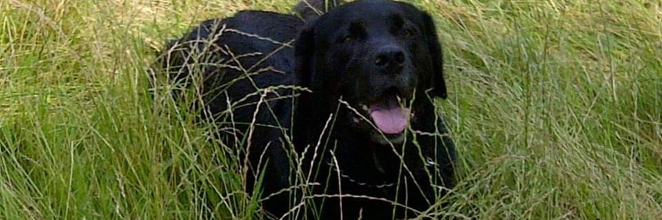 Repoman700🇮🇱 banner