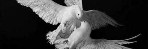 Sağlık İşçileri Platformu banner