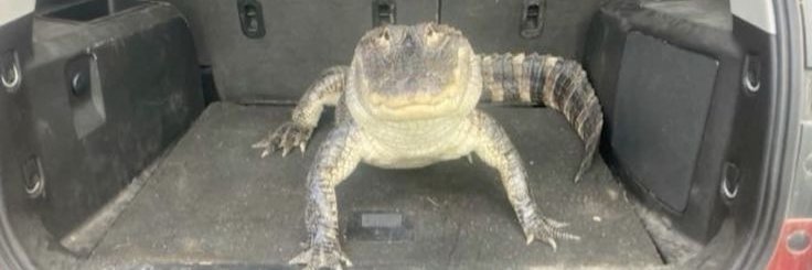 Optimus Waist 🚛 (Ko-fi Comms Open☕) banner