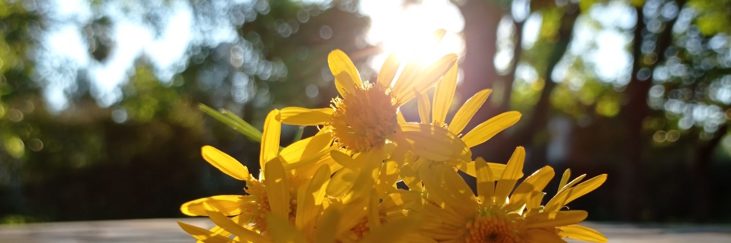 sofisuuuu's profile banner image