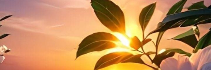 Shann_0A's profile banner image