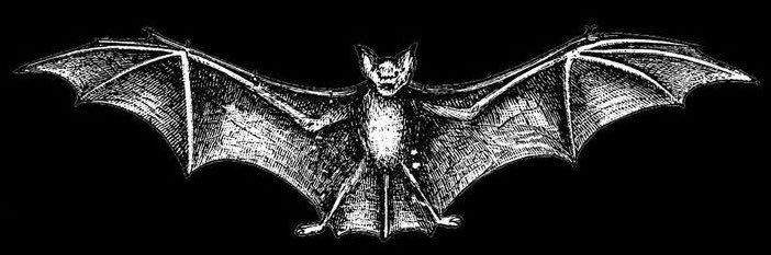 Vianey_Ripper's profile banner image