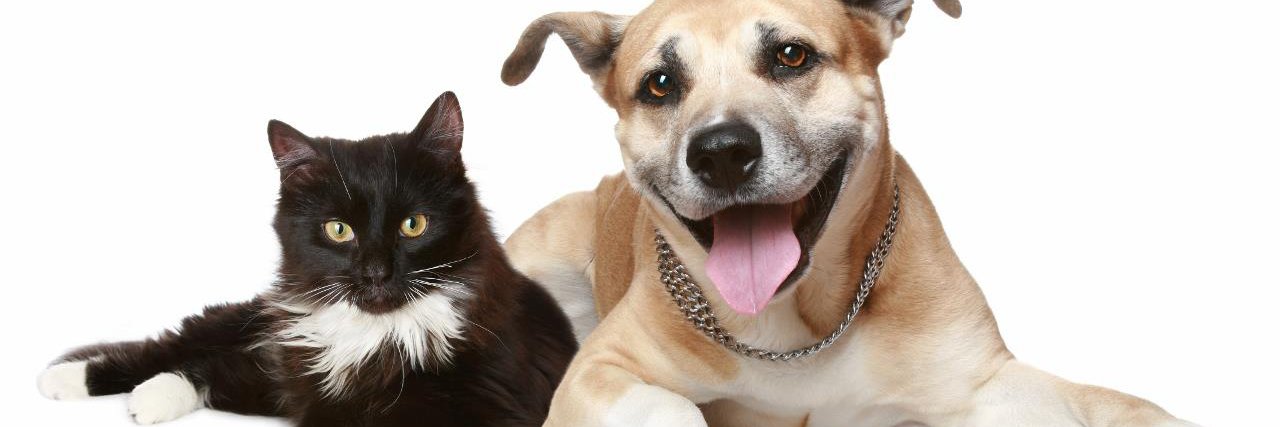 All About the Animals Coalition banner