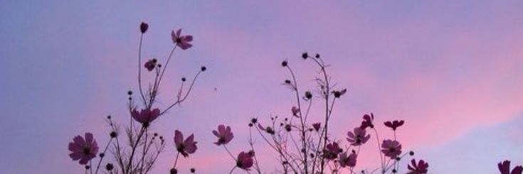 'Mani ꕤ banner