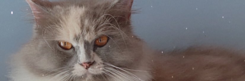 lilaaaa banner
