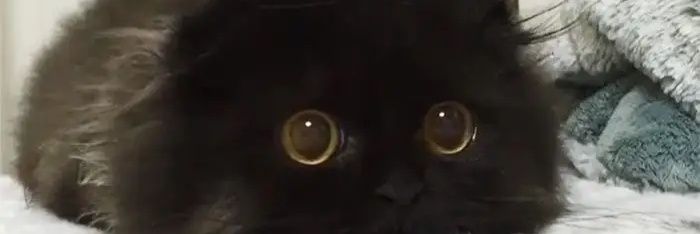 MrMonkeyMan69 banner
