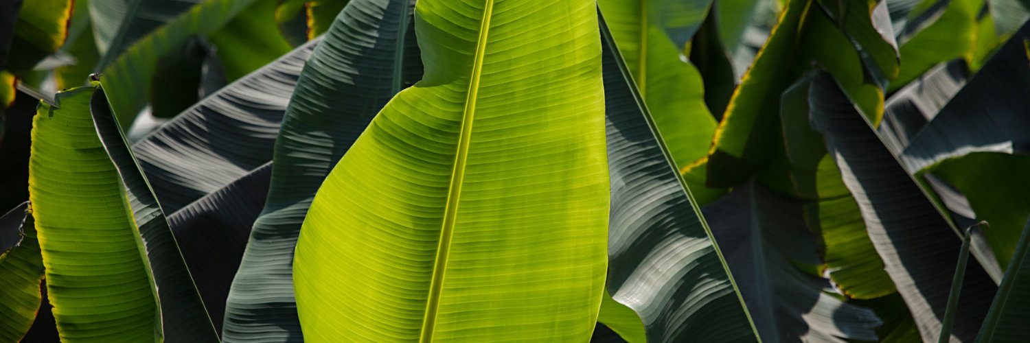 The Kayal Magazine banner