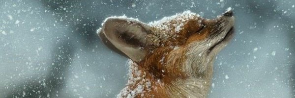 stillLimuTorsh Profile Banner