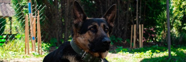 RencaSebastian Profile Banner