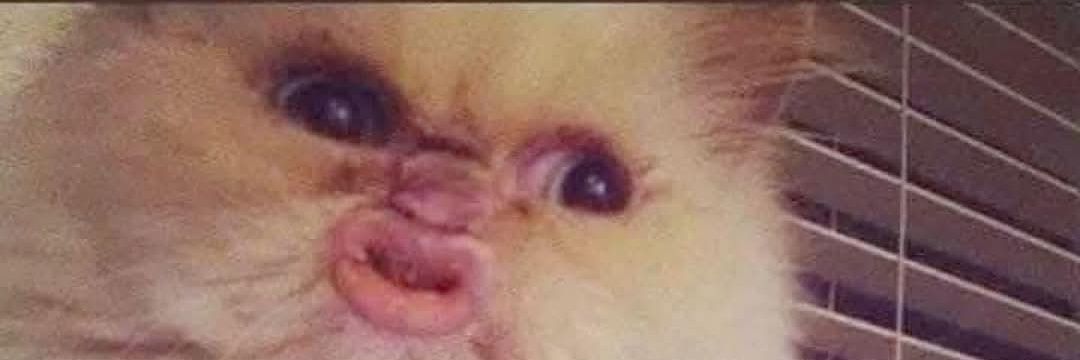 TrashBoatWeeb's profile banner image