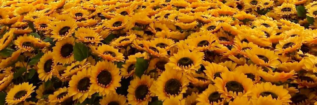 aishmasoom's profile banner image