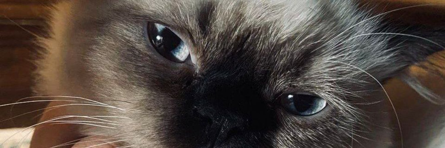 meow Profile Banner