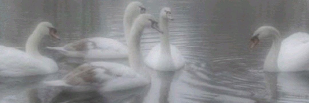 vxnillaswan's profile banner image