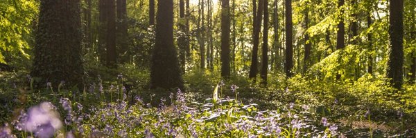 RougeMoonRising Profile Banner