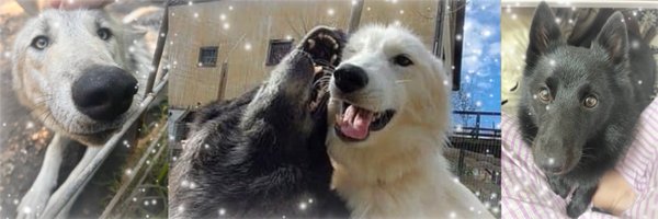 RaneTheFurball Profile Banner