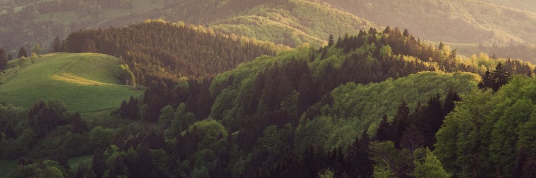 tree_in_backyar's profile banner image