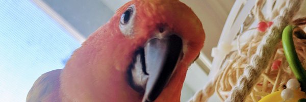 CDesign Profile Banner